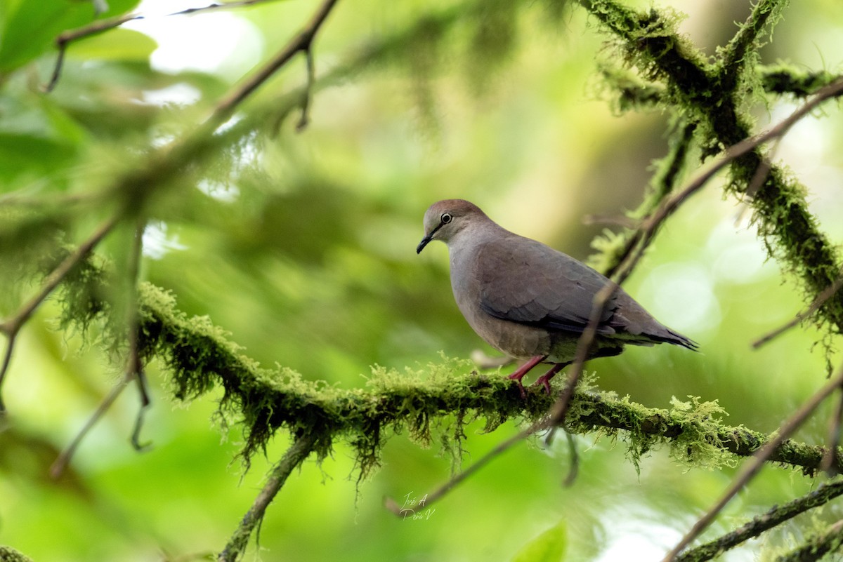 Gray-chested Dove - ML366521221
