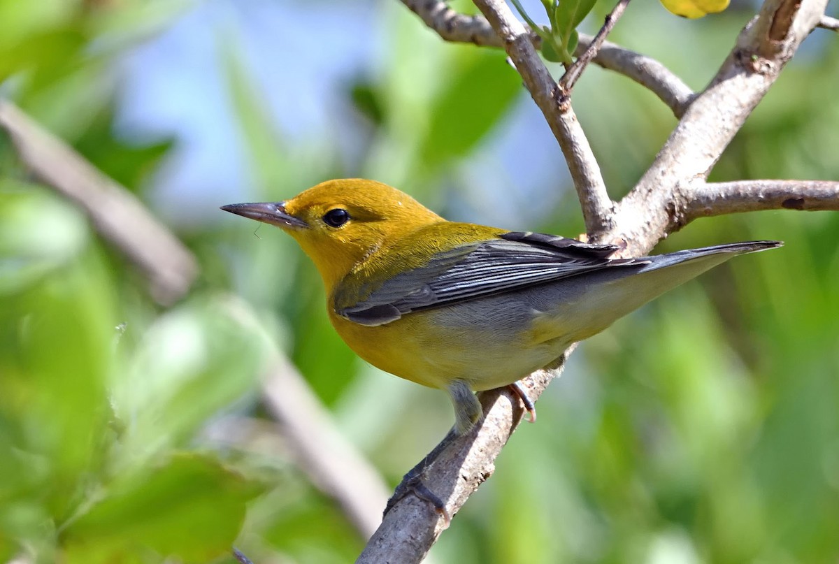 Prothonotary Warbler - Denny Swaby