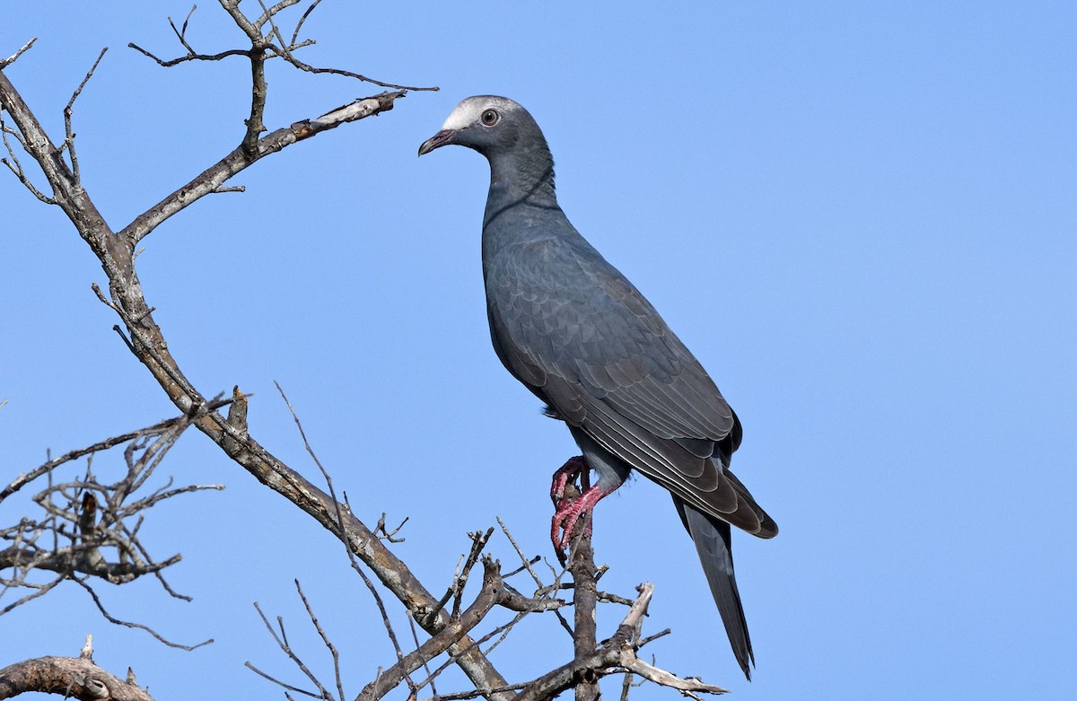 White-crowned Pigeon - Denny Swaby