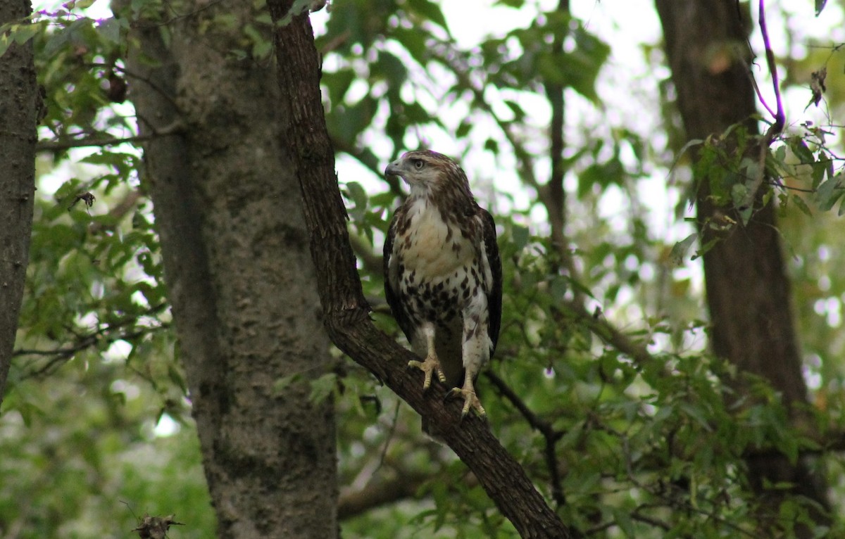 Red-tailed Hawk - Paige O
