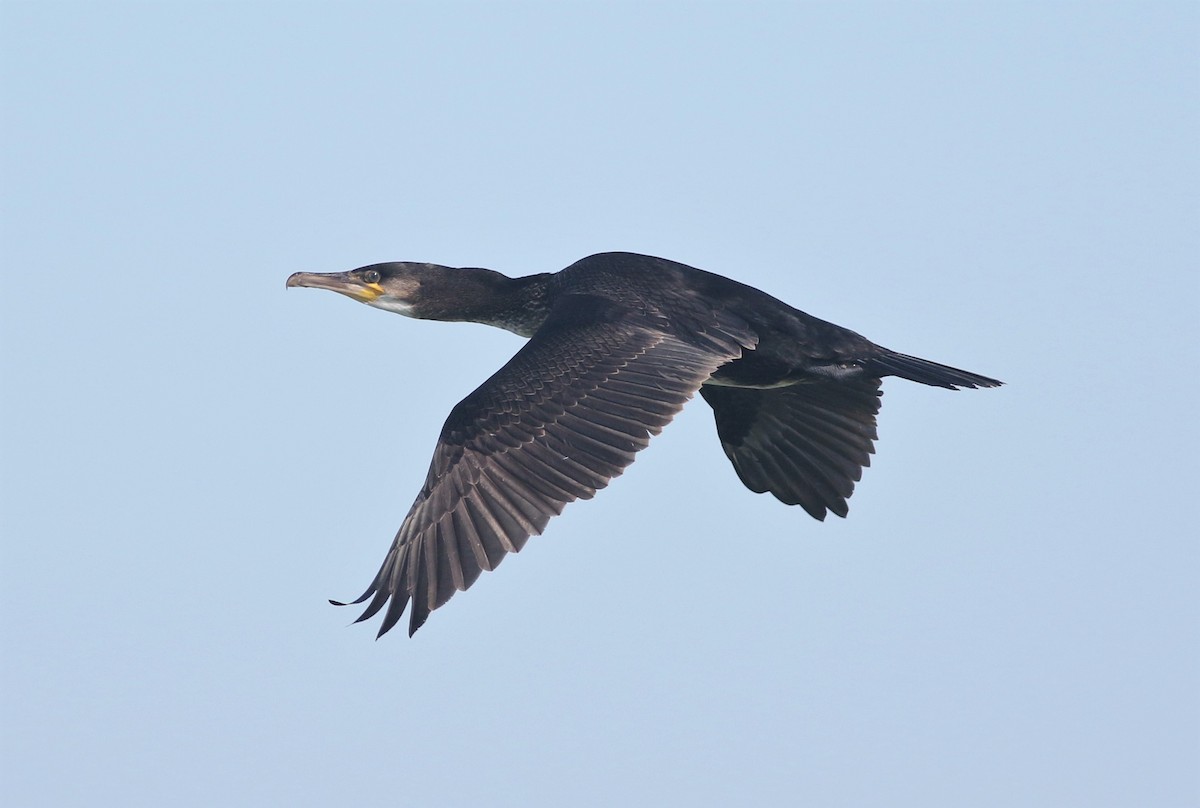 Great Cormorant - Peter Flood