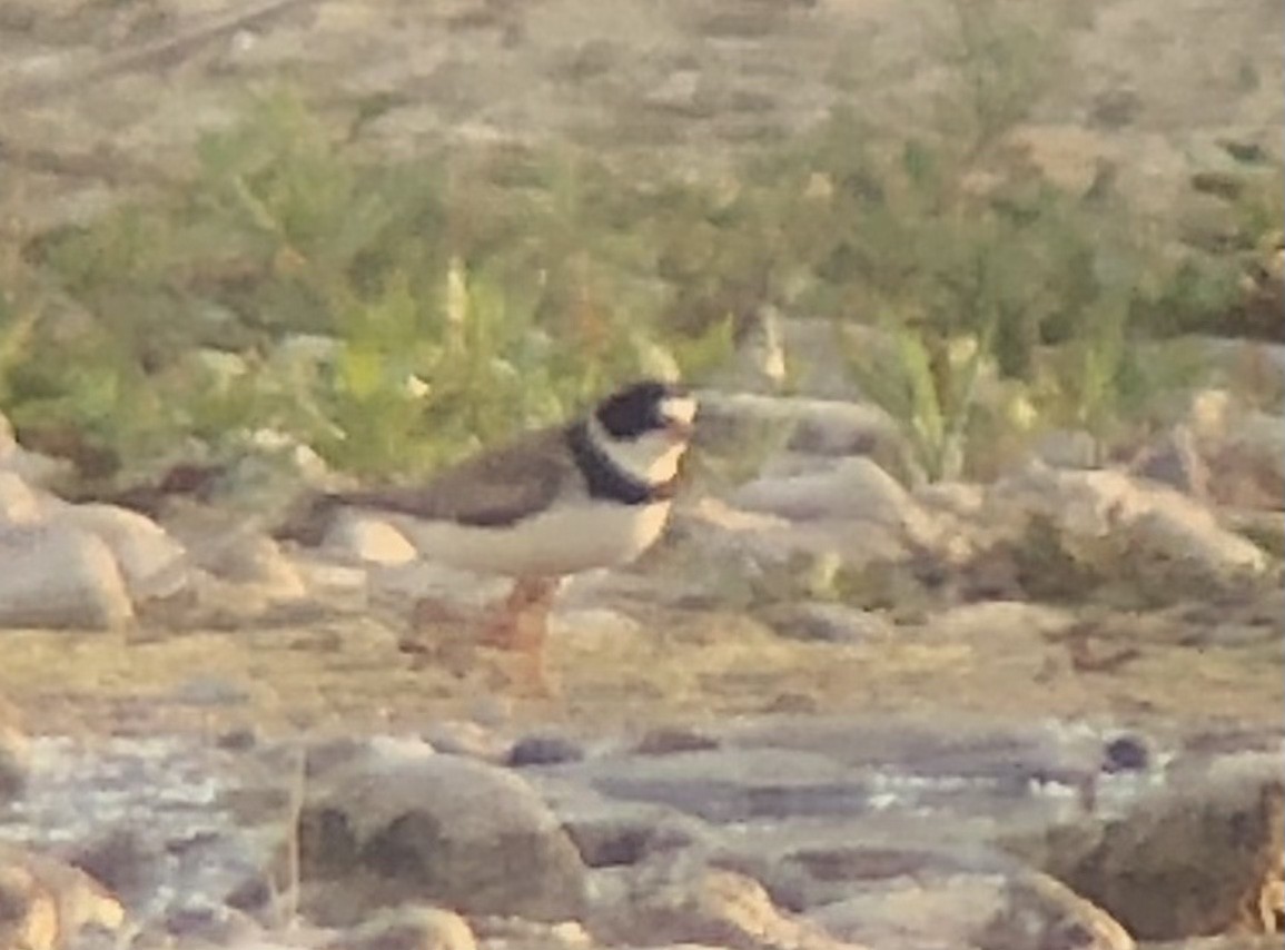 Semipalmated Plover - Andrew Guttenberg