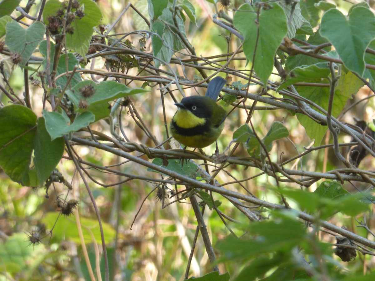 Yellow-throated Apalis - Peter  LaBelle