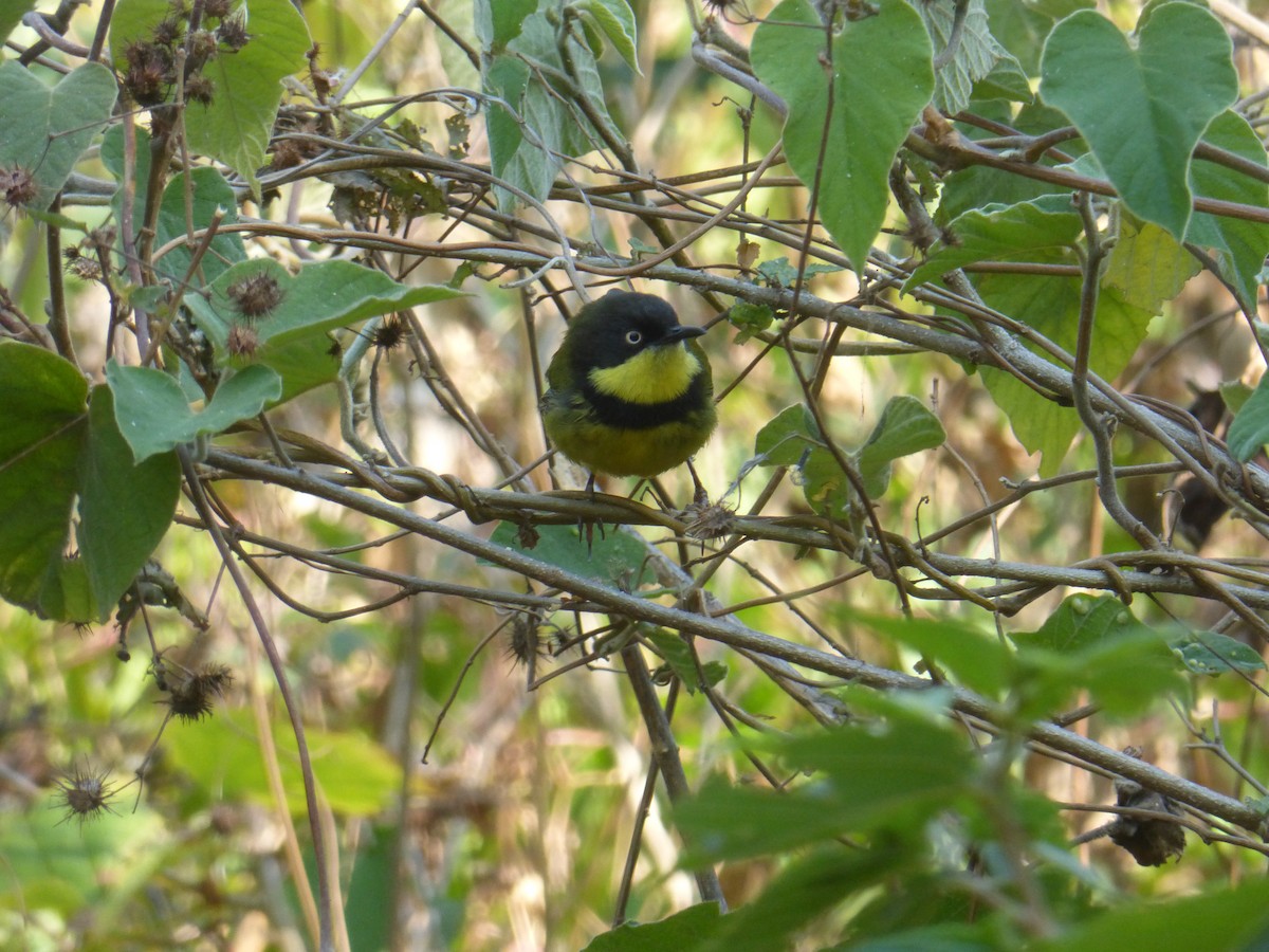 Yellow-throated Apalis - Peter  LaBelle