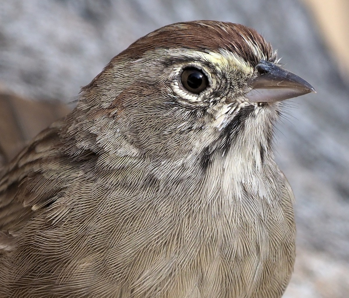 Rufous-crowned Sparrow - ML366538861