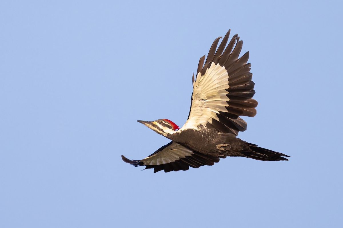 Pileated Woodpecker - ML366542781