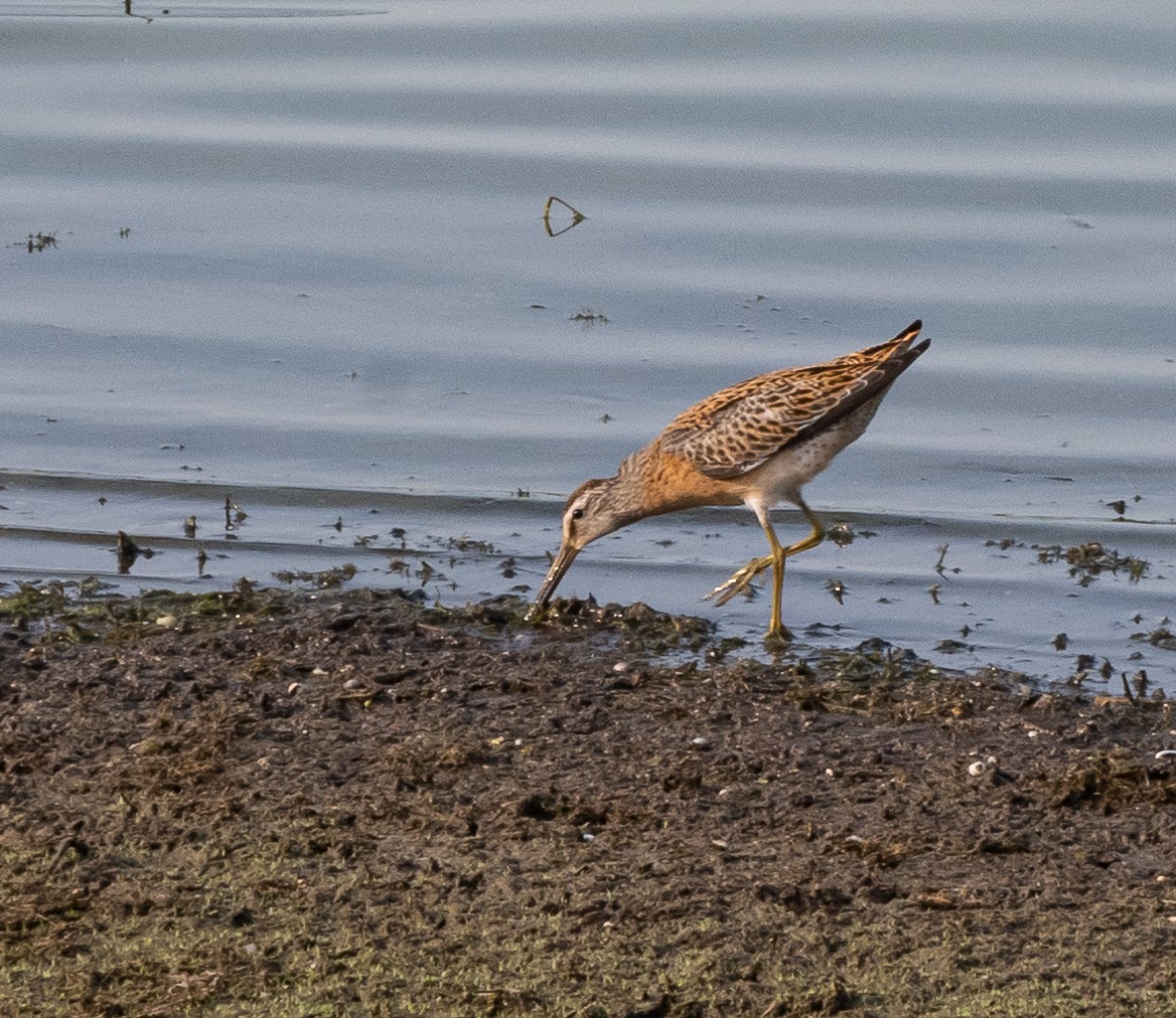 Short-billed Dowitcher - Mike Yough