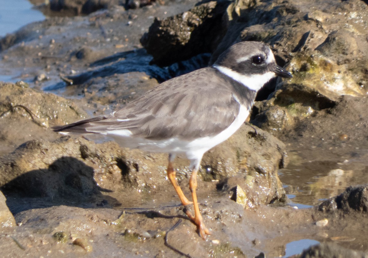 Common Ringed Plover - ML366546361