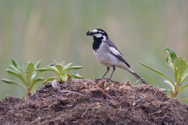 White Wagtail (Black-backed) - ML36654741