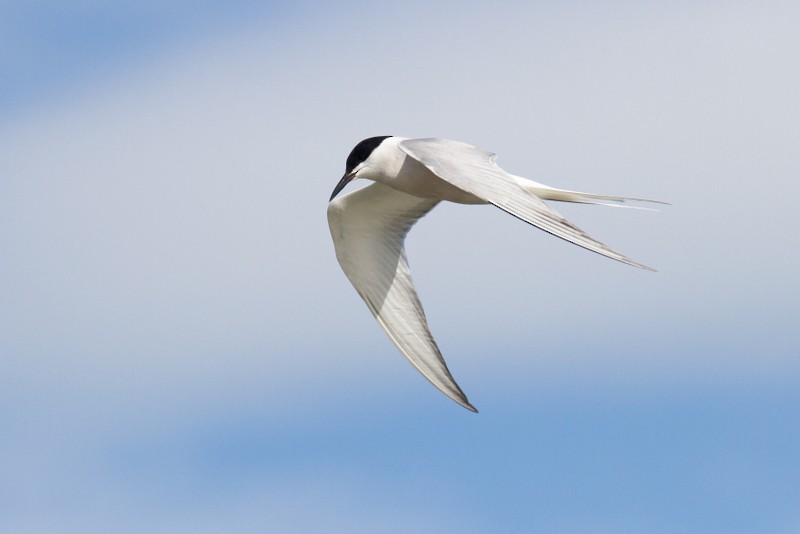 Common Tern (longipennis) - Ric Else