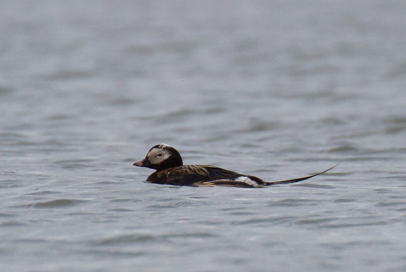 Long-tailed Duck - ML36654821
