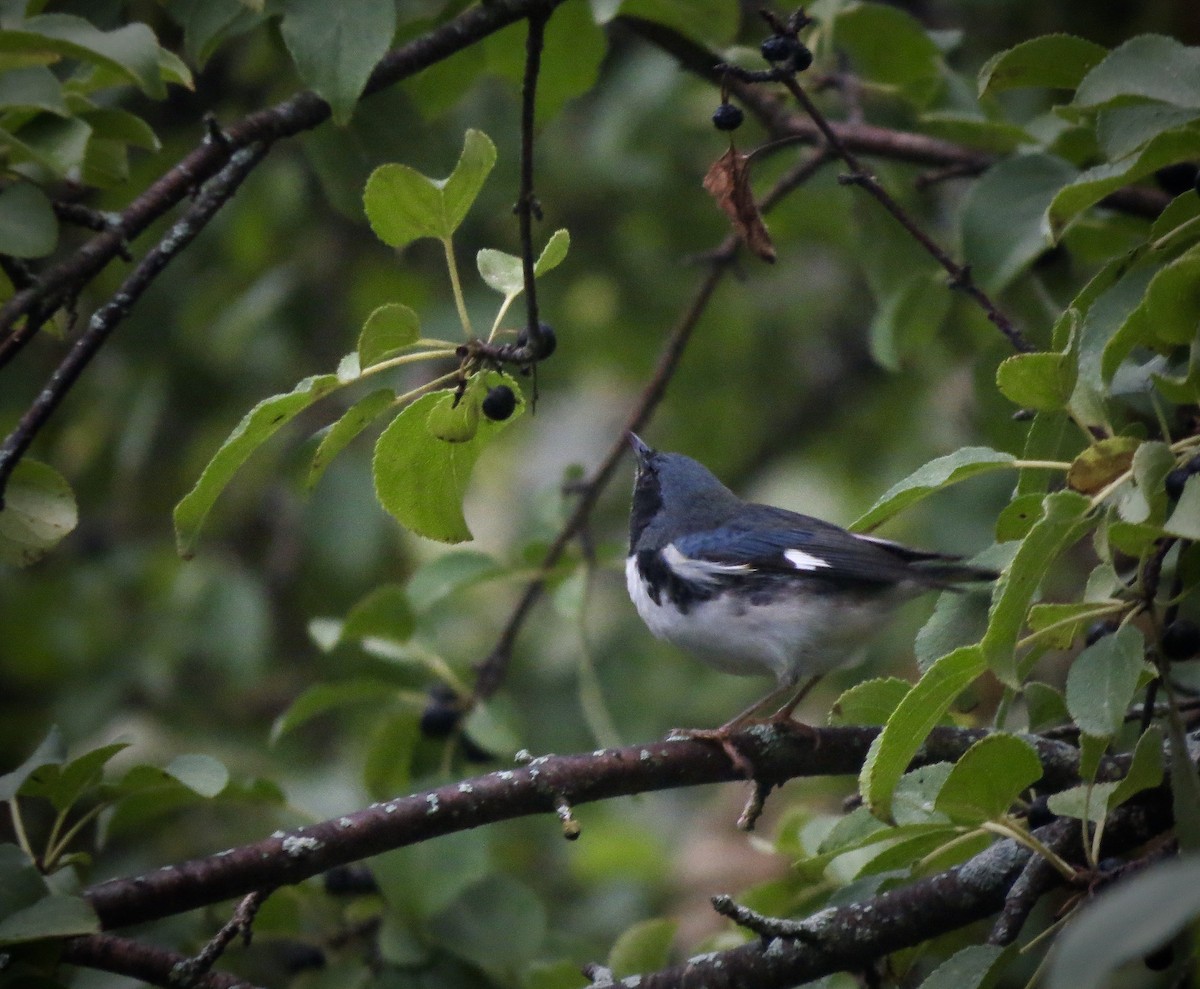 Black-throated Blue Warbler - Paula Aschim