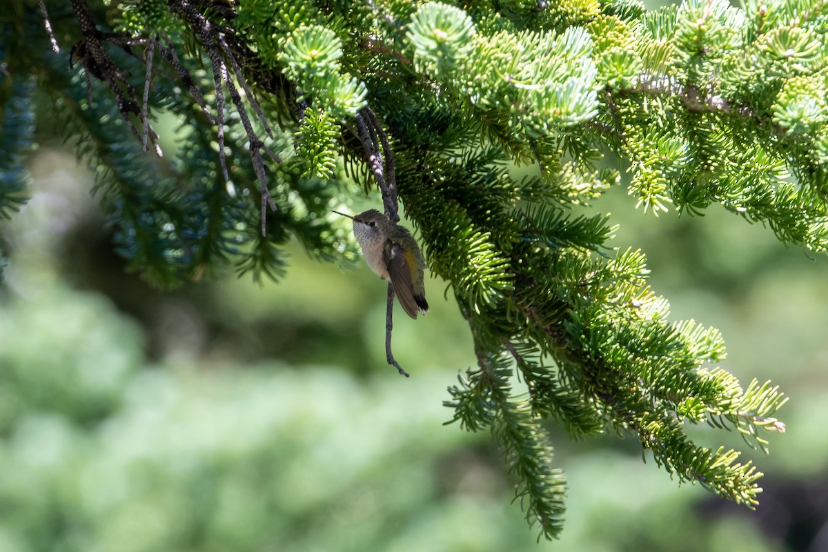 Calliope Hummingbird - Charles Enlow