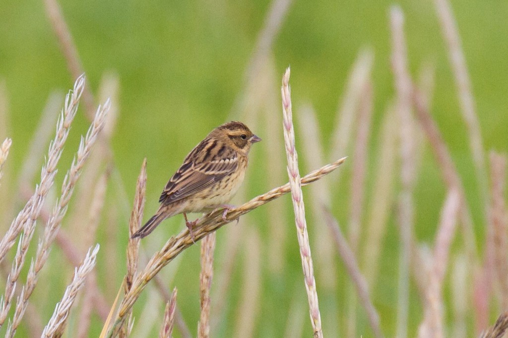 Yellow-breasted Bunting - Ric Else