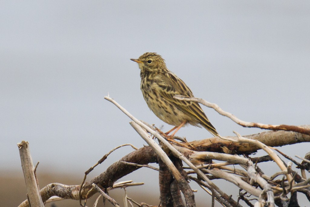 Red-throated Pipit - ML36655221