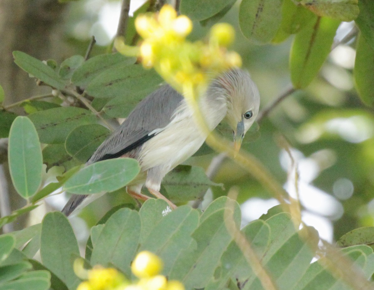 Chestnut-tailed Starling - Doug Korver