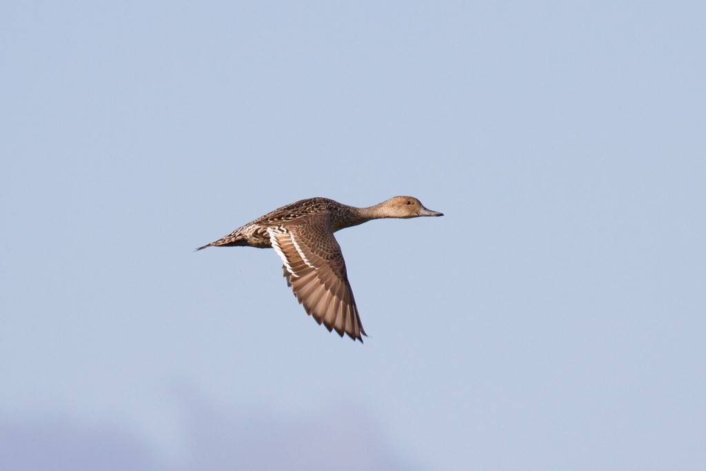 Northern Pintail - Ric Else