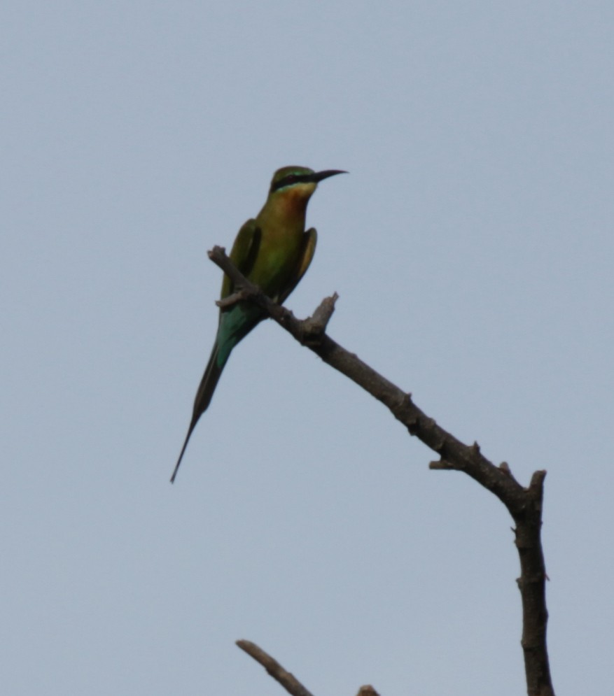 Blue-tailed Bee-eater - Doug Korver