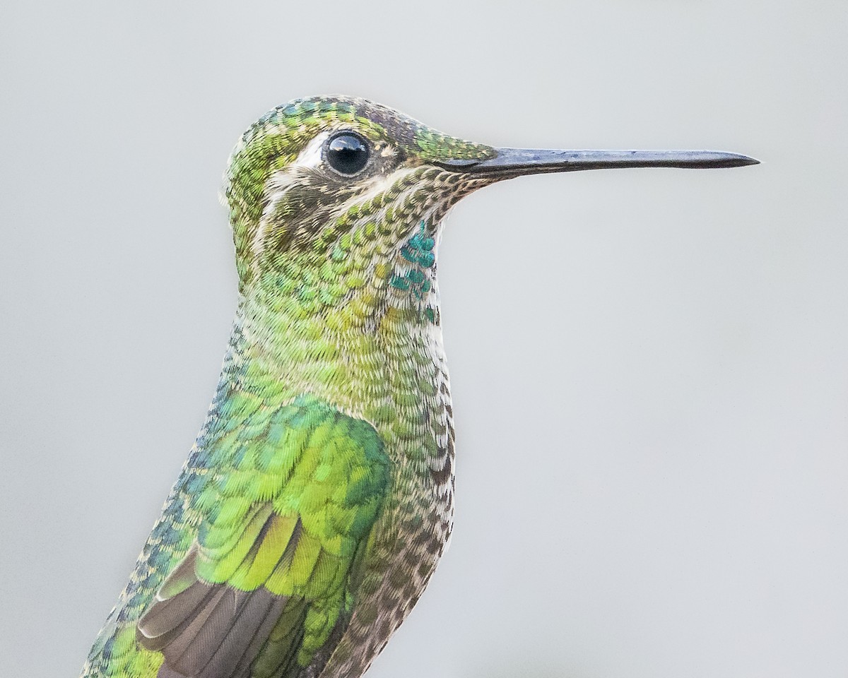 Rivoli's Hummingbird - Fernando Ortega
