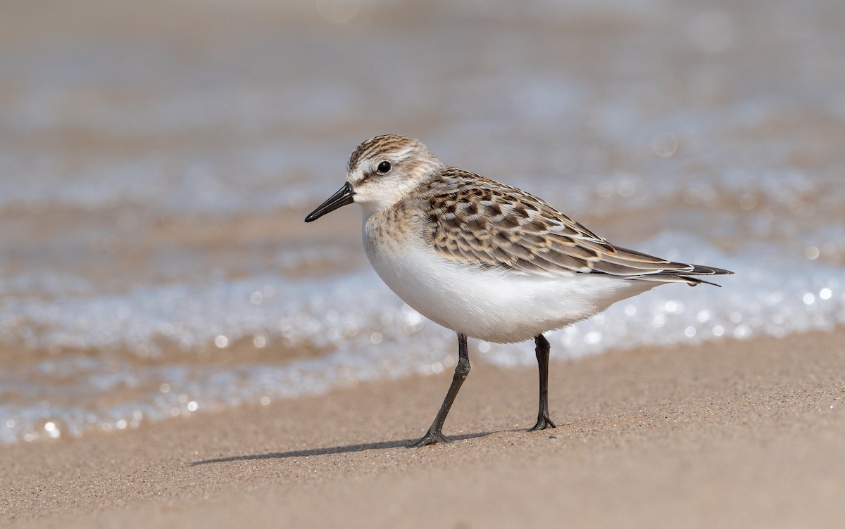 Semipalmated Sandpiper - Forest Botial-Jarvis