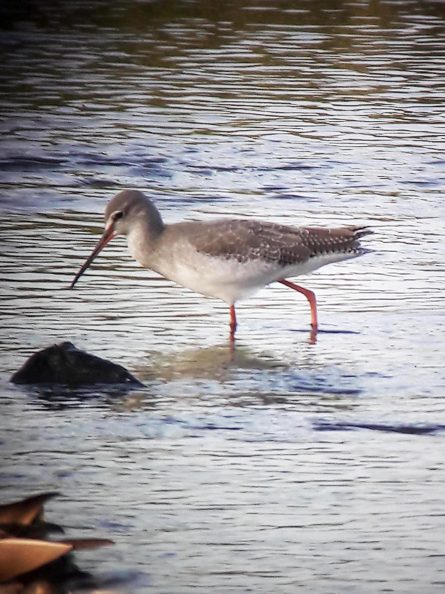 Spotted Redshank - ML366567651
