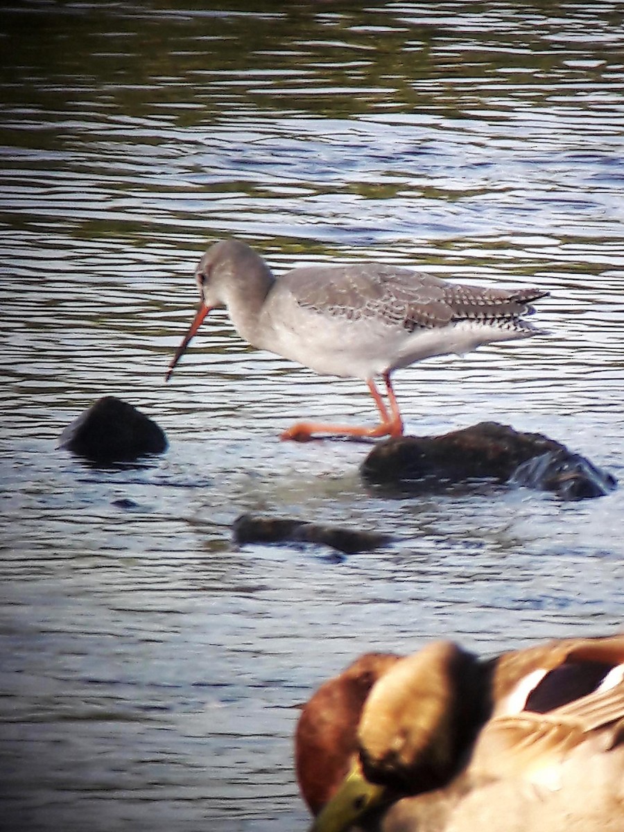 Spotted Redshank - ML366567731