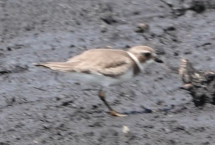 Semipalmated Plover - ML366568731