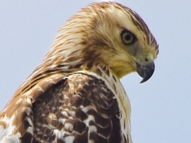 Red-tailed Hawk - ML366569701