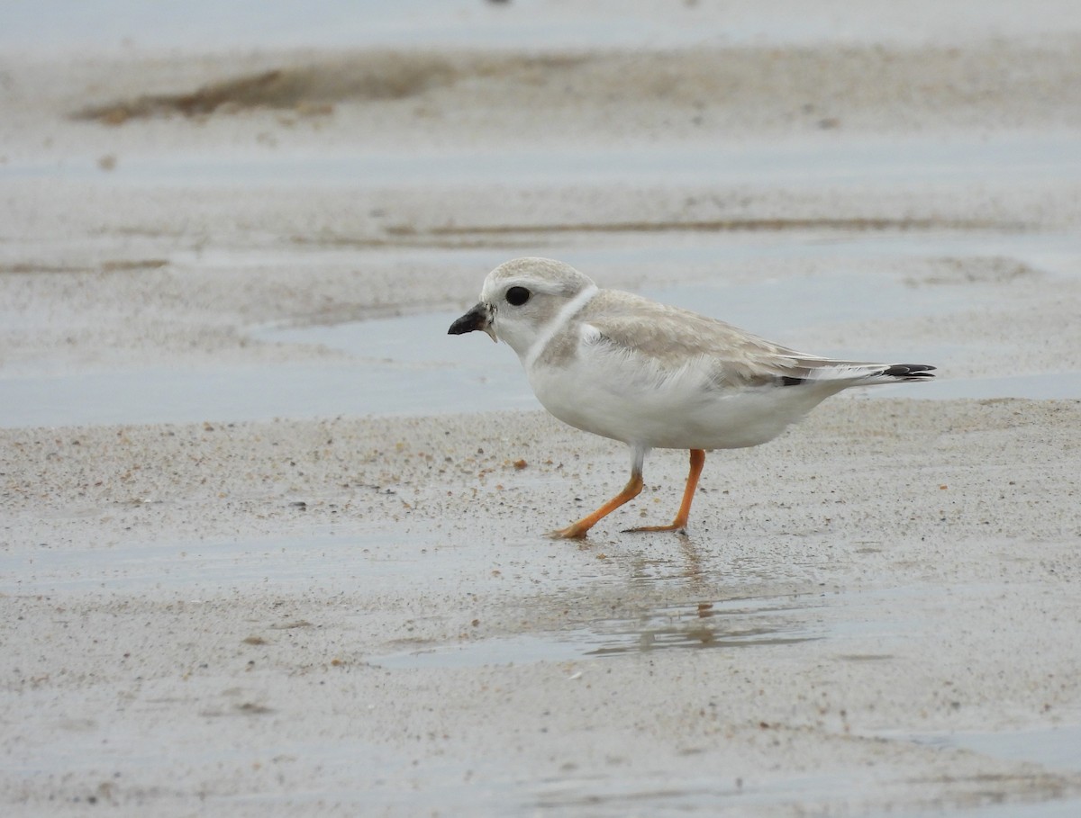 Piping Plover - ML366570521