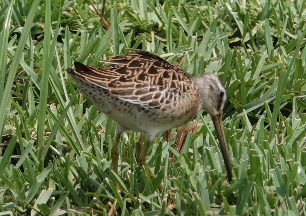 Long-billed Dowitcher - ML366570831
