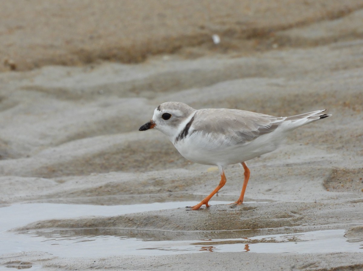 Piping Plover - ML366570871