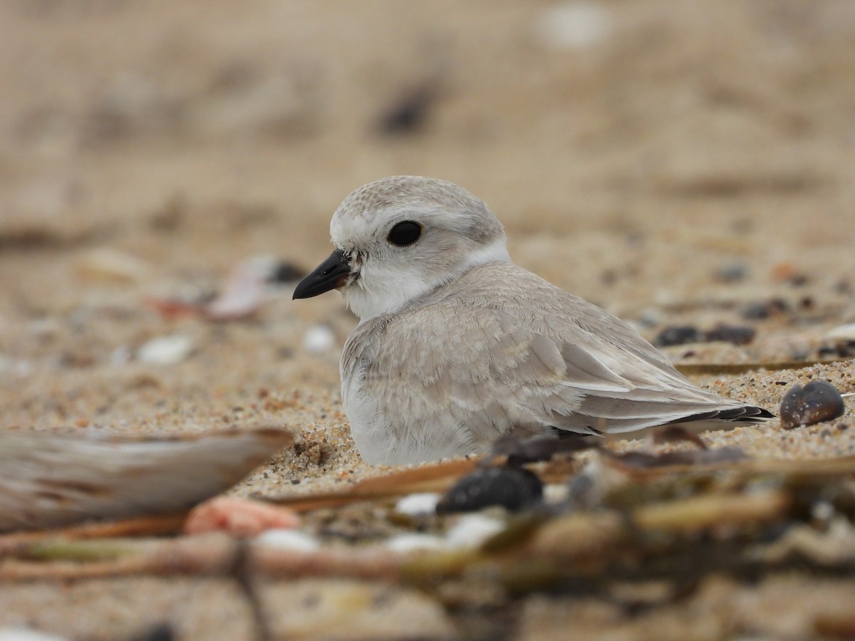 Piping Plover - ML366571461