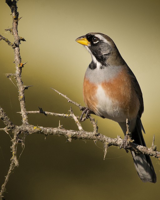 Many colored Chaco Finch eBird