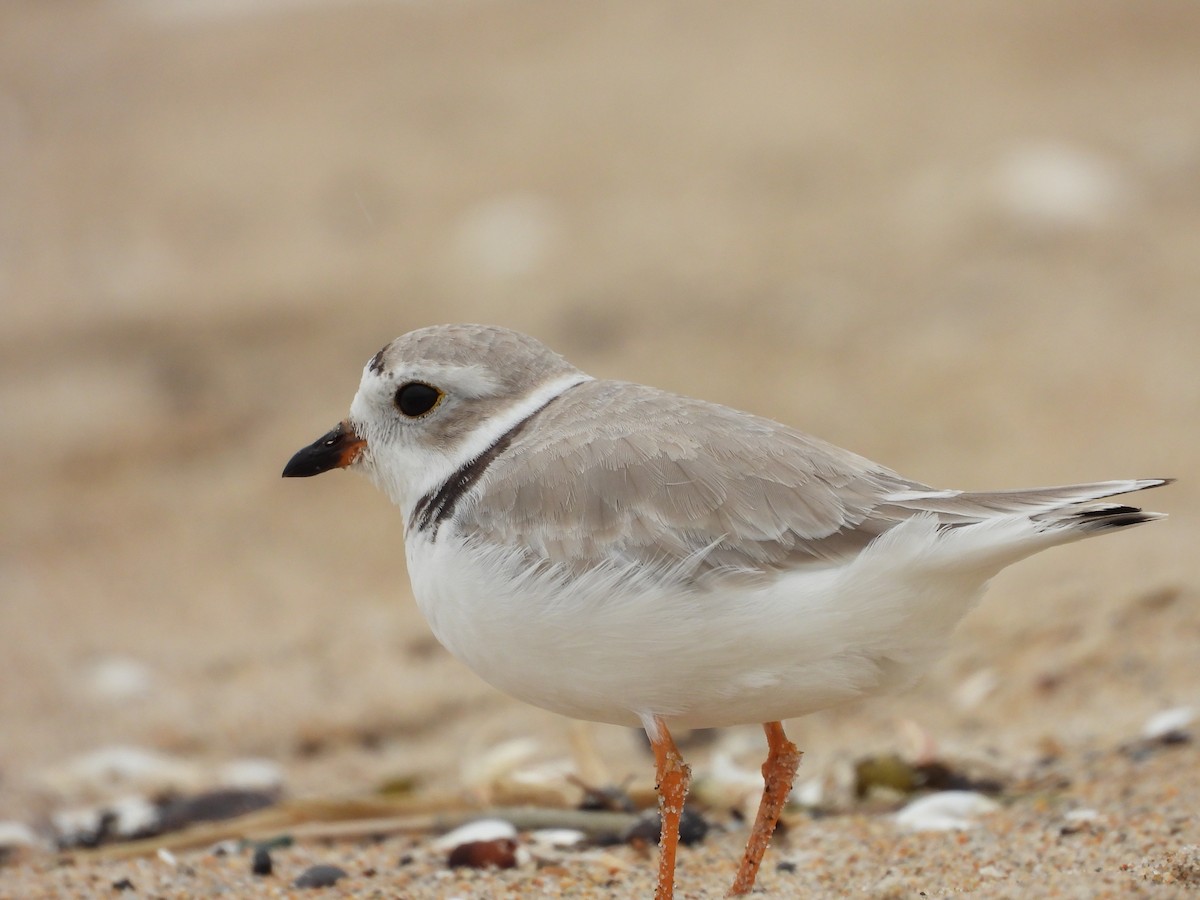 Piping Plover - Palm Warbler