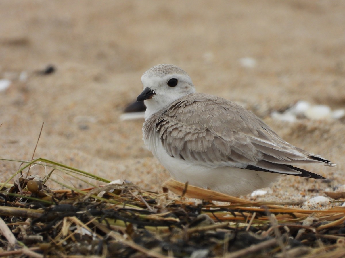 Piping Plover - ML366571651