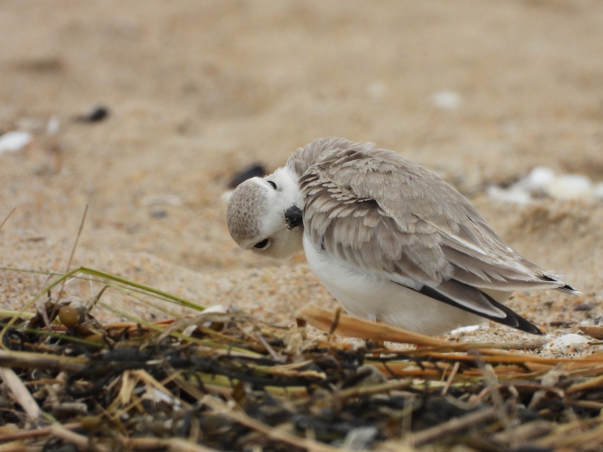 Piping Plover - ML366571771