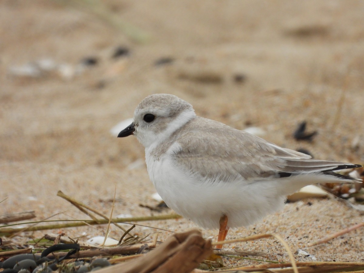 Piping Plover - ML366571801