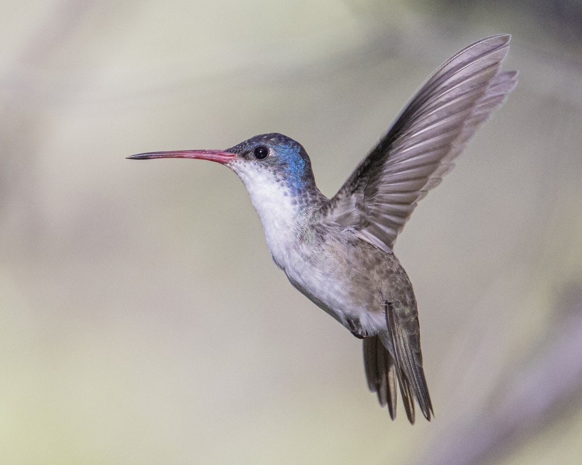 Violet-crowned Hummingbird - Fernando Ortega