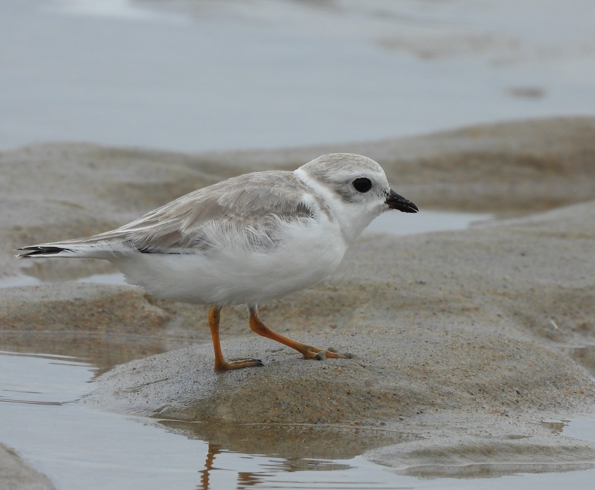 Piping Plover - ML366572181