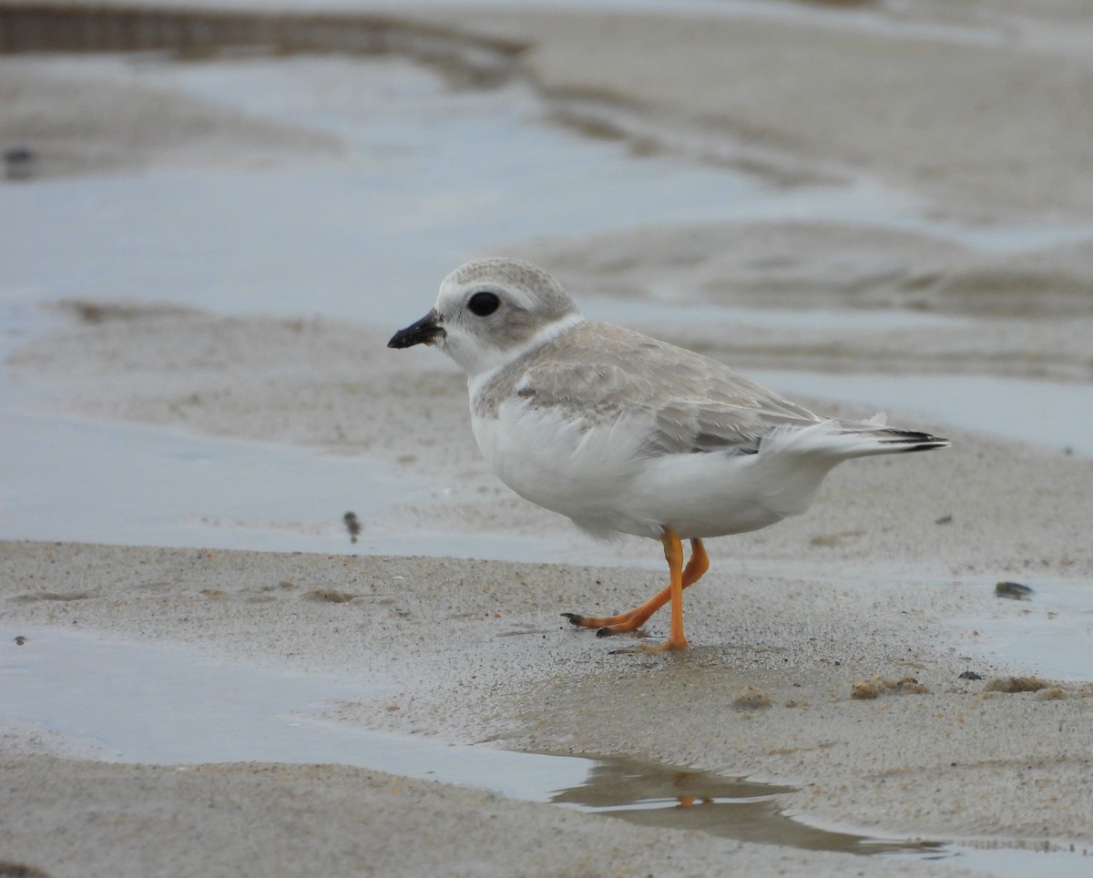 Piping Plover - Palm Warbler