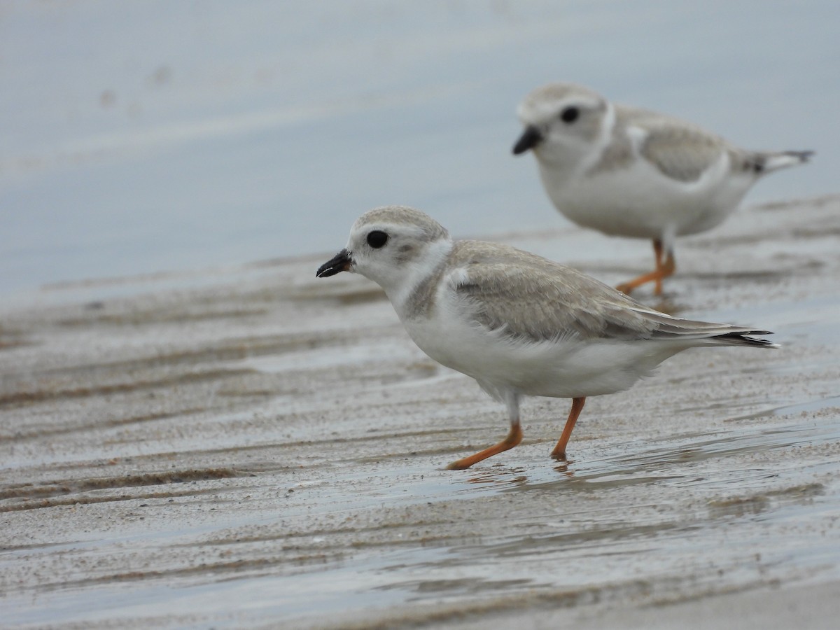 Piping Plover - ML366573221