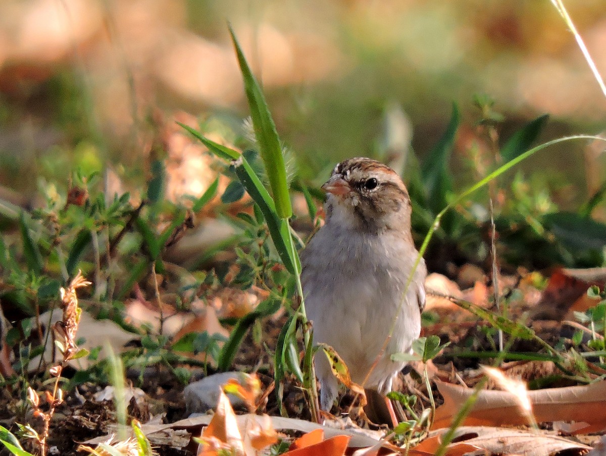 Chipping Sparrow - ML36657451