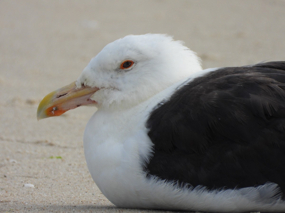 Great Black-backed Gull - Palm Warbler