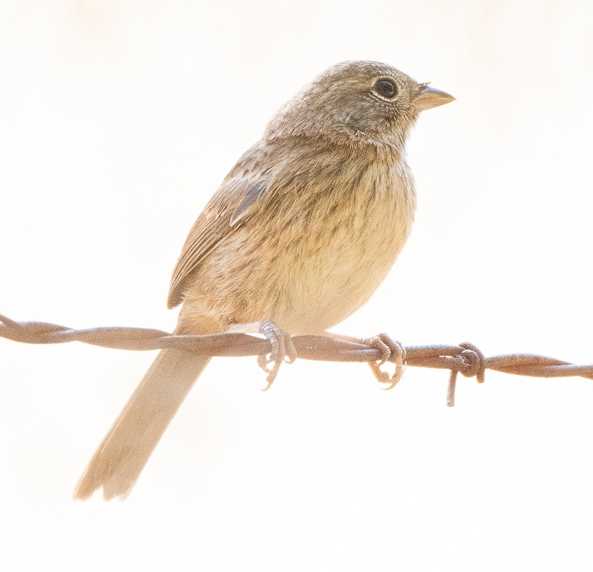 Rufous-crowned Sparrow - Joe Kaplan