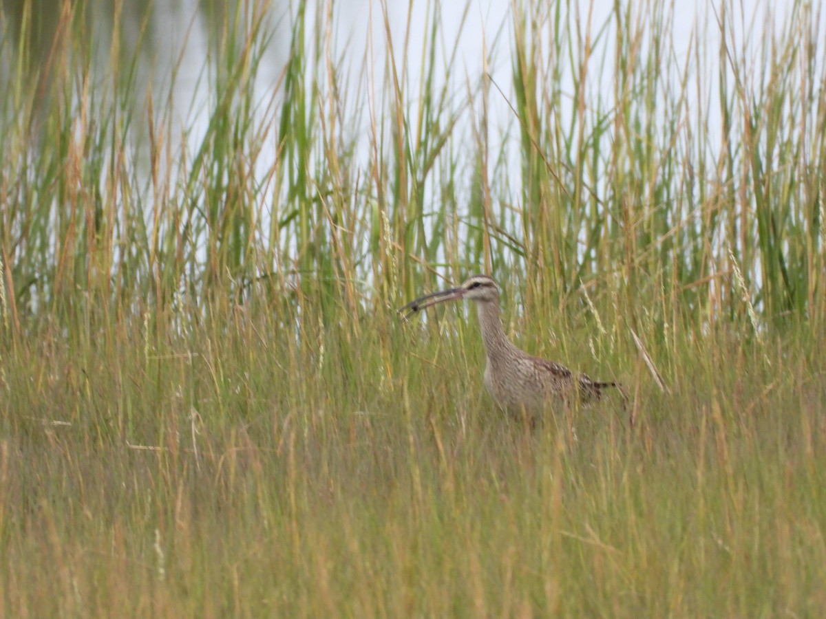 Whimbrel - Palm Warbler