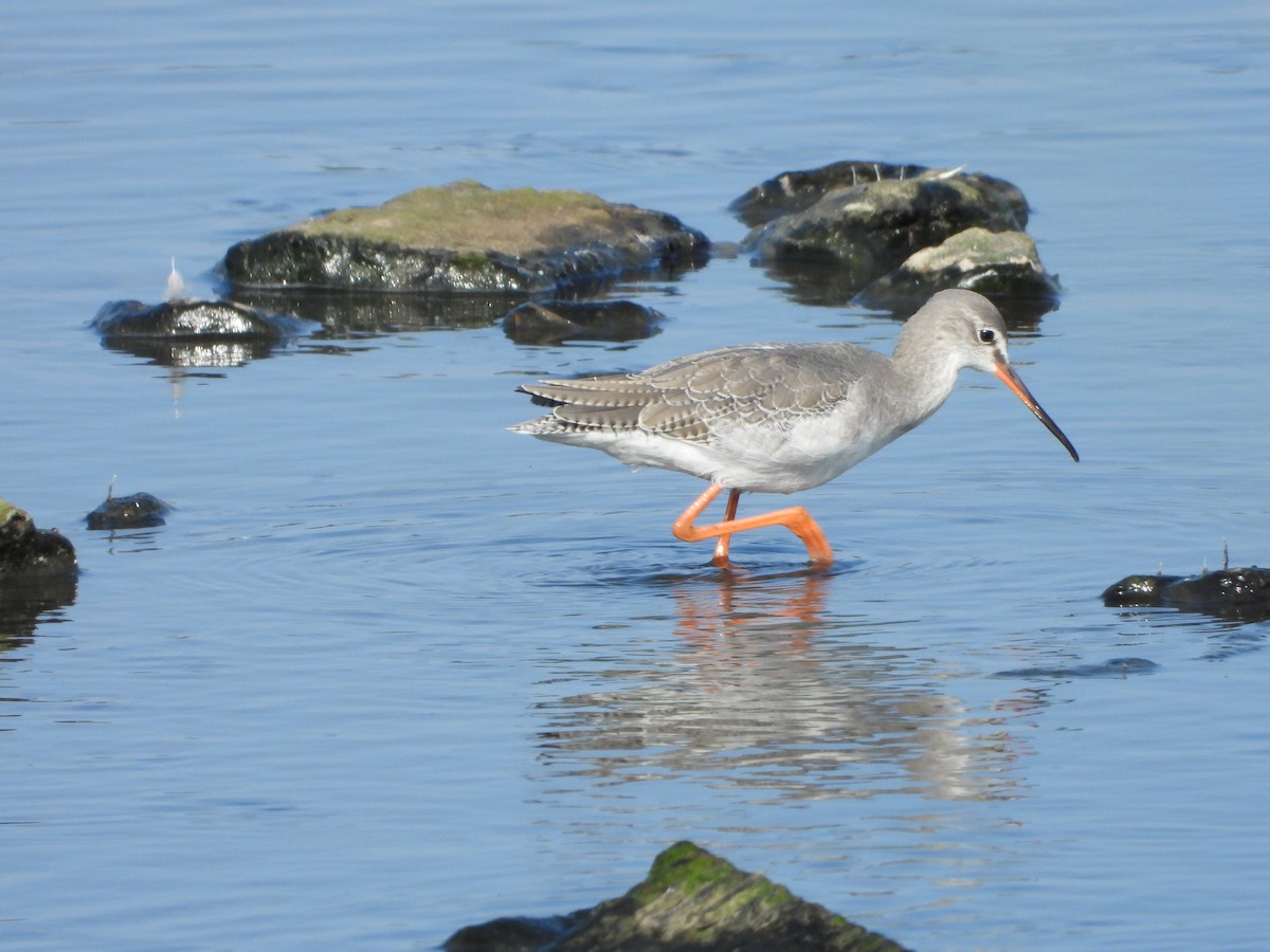 Spotted Redshank - ML366585331