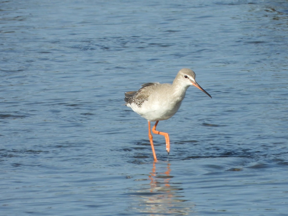 Spotted Redshank - ML366585341