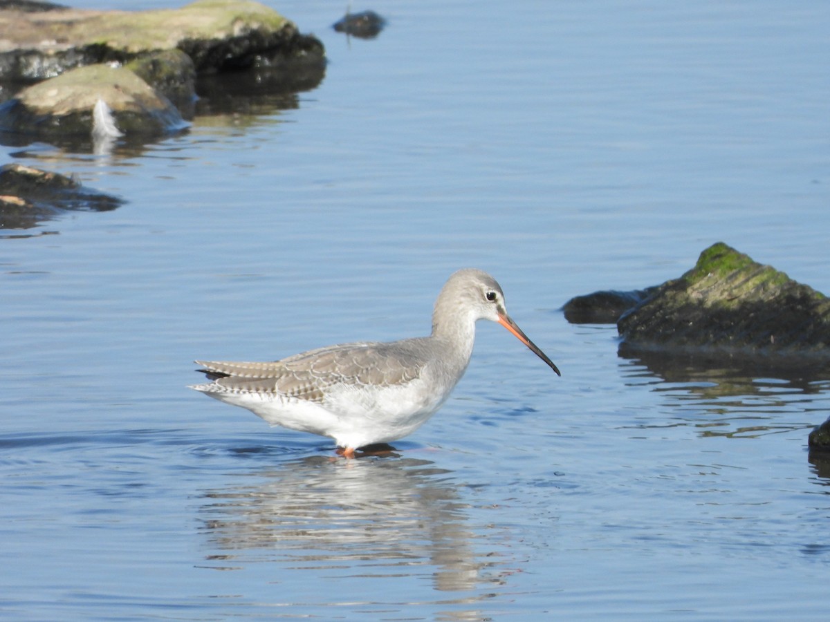 Spotted Redshank - ML366585351