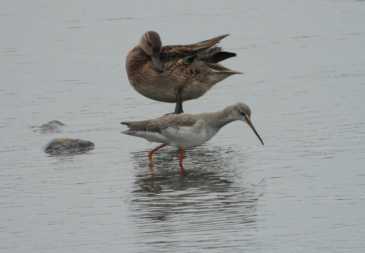 Spotted Redshank - ML366585831
