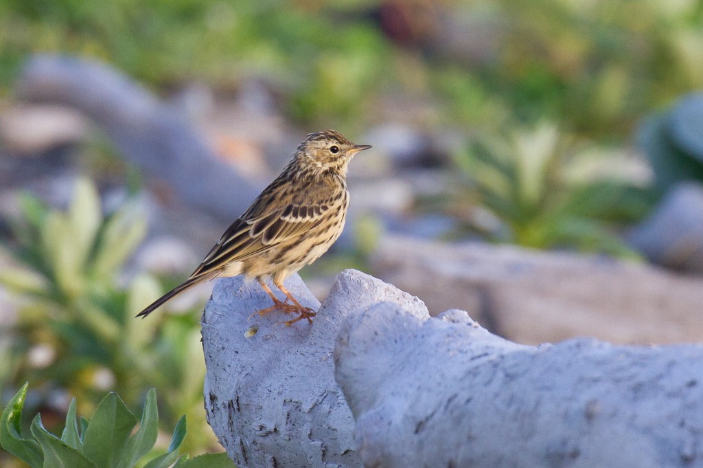 Red-throated Pipit - ML36658701